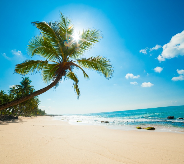 Palm tree near the shore line