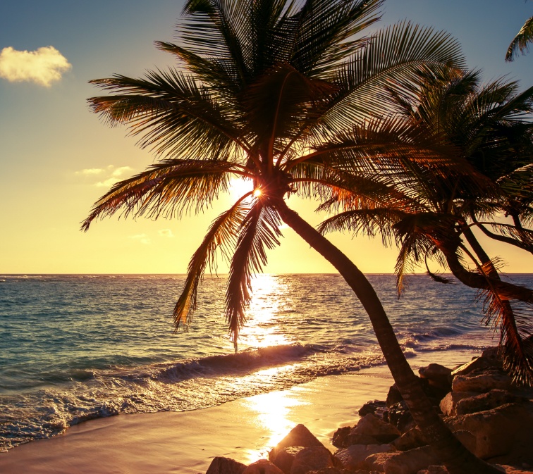 Palm tree on a beach at sunset